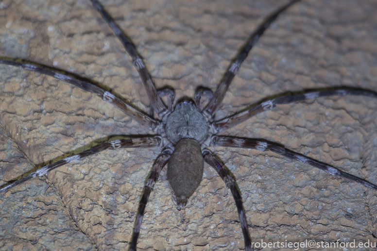 cave spider